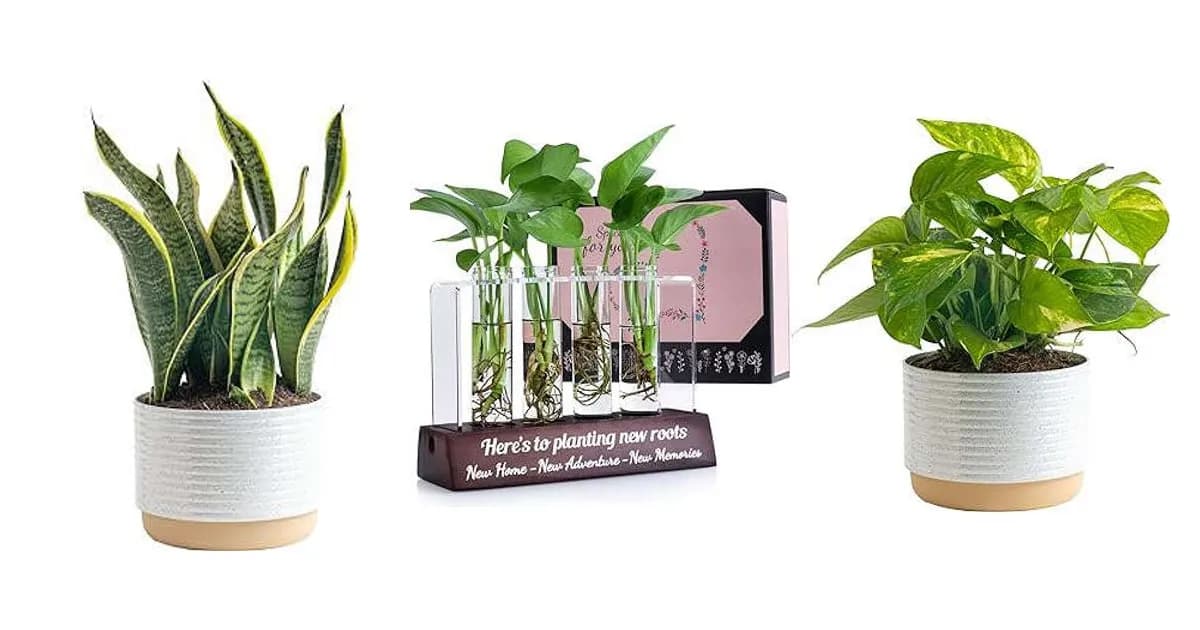Image that represents the product page Housewarming Gifts Plants inside the category house.