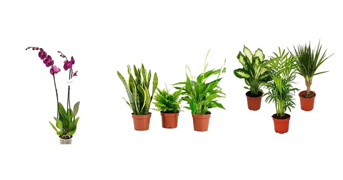 Image that represents the product page Best Indoor Plants inside the category decoration.