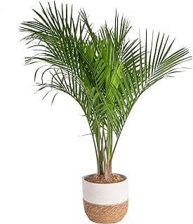 Image of Majesty Palm Indoor Plant by the company Amazon.com.