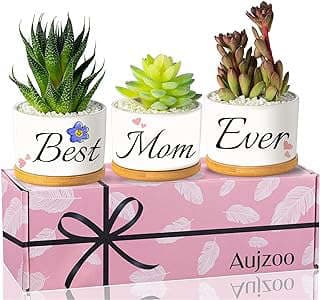 Image of Mom Garden Succulent Planter by the company Aujzoo Store.