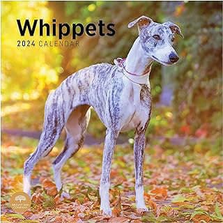 Image of Whippets Dog Breed Calendar by the company Bright Day Stationery.