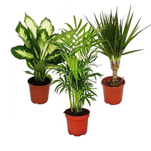 Image of Mix of Plants by the company Exotenherz.