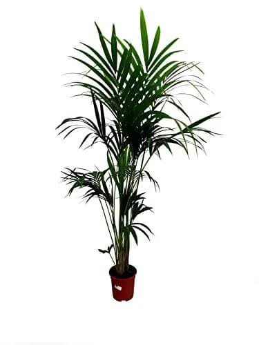 Image of 150cm Palm Tree by the company Garden Center.