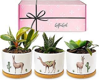 Image of Llama Planter Set by the company GIFTAGIRL.