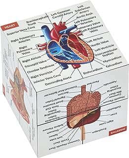 Image of Anatomy Model Cube by the company KITS OF MEDICINE.