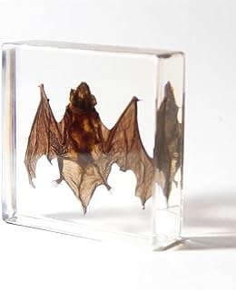Image of Bat Skeleton in Resin by the company Pokiphip.