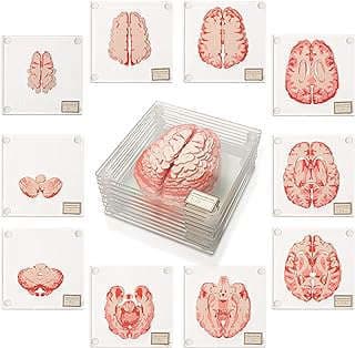 Image of Brain Anatomy Coasters by the company RainbowS-tore.