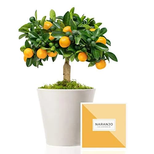 Image of Dwarf Orange Tree by the company Regalos Ecology.