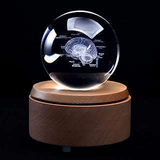 Image of Glass Brain Model Paperweight by the company shawn science.