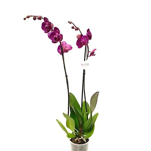 Image of Purple Orchids by the company Smply.