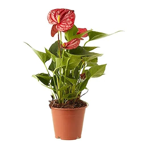 Image of Plant with Flower by the company Verdecora.