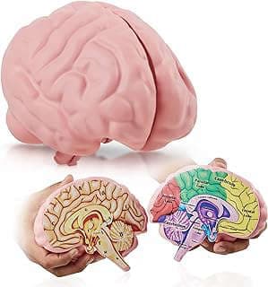 Imagen de Modelo cerebro espuma seccionado de la empresa Merhoff & Larkin.