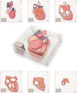 Imagen de Posavasos Corazón Anatómico de la empresa RainbowS-tore.